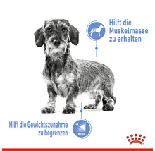 Dackel mit Hinweisen zur Erhaltung der Muskelmasse und Begrenzung der Gewichtszunahme