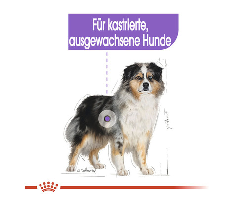 Illustration eines Hundes für kastrierte, ausgewachsene Hunde