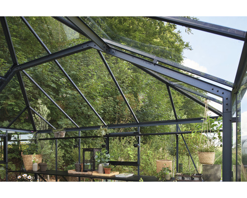 Innenansicht eines Gewächshauses mit Pflanzen und Regalen