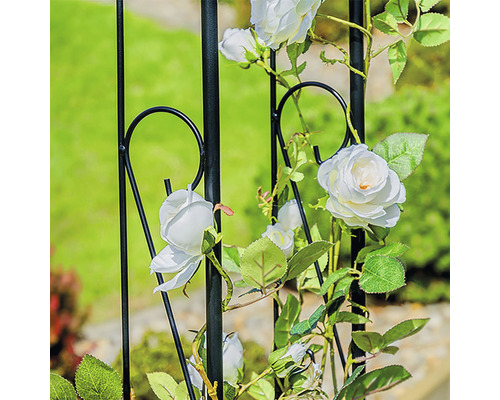 Kletterhilfe mit weißen Rosen