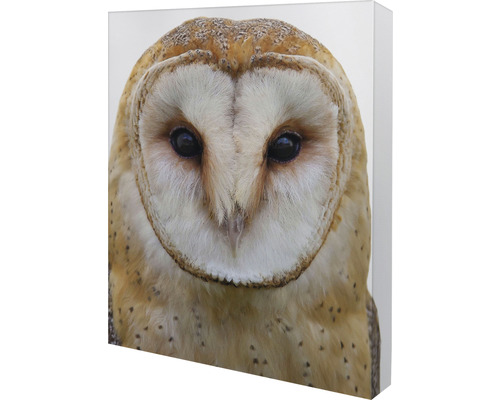 Nahaufnahme eines Schleiereulenkopfes