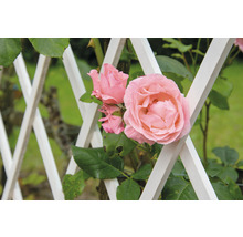 Pinke Rose an einem weißen Rankgitter