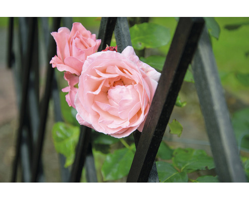 Zwei Rosenblüten an einem Metallzaun