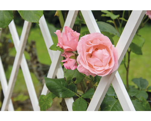 Rosa mit Rankhilfe im Garten
