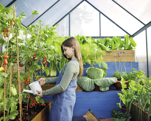 Mädchen gießt Tomatenpflanzen im Gewächshaus mit einer Gießkanne.