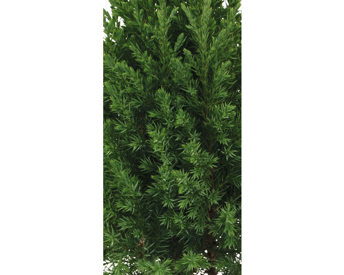 Nahaufnahme einer immergrünen Zypresse