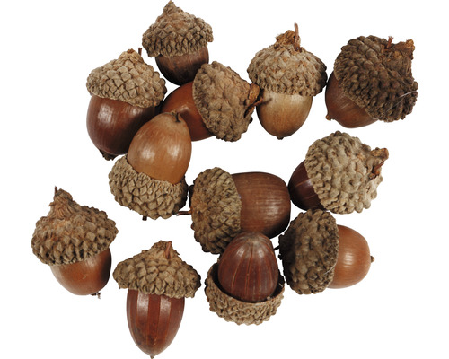 Mehrere Eicheln mit Hütchen