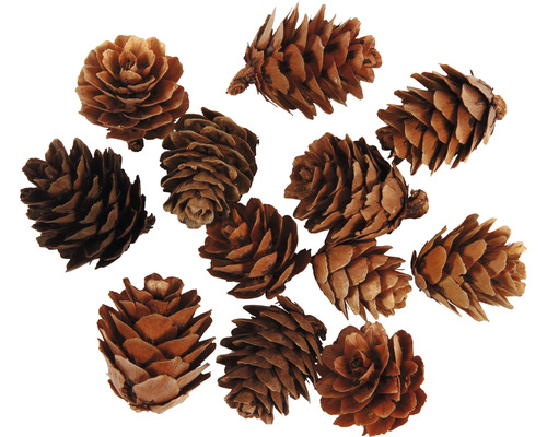 Mehrere Fichtenzapfen