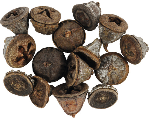 Eukalyptusnüsse zur Dekoration