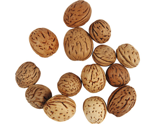 Eine Ansammlung von unbehandelten Aprikosensamen zur Aussaat