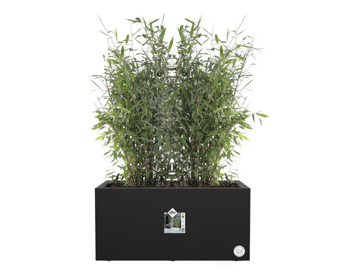 Bambus in rechteckigem Pflanzgefäß