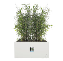 Rechteckiger Pflanzkasten mit Bambuspflanze