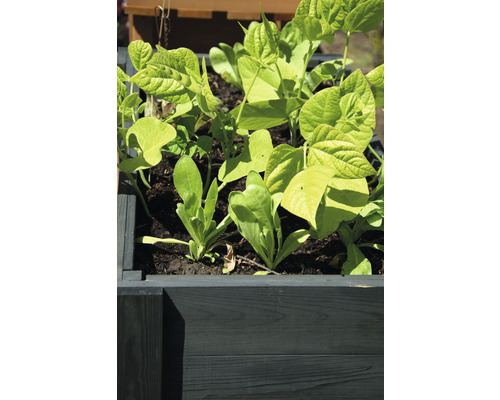 Hochbeet mit Bepflanzung