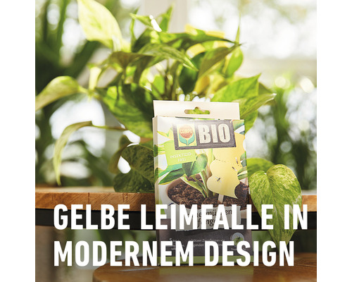 Verpackung einer Gelbtafel zur Schädlingsbekämpfung im Innenbereich vor einer Zimmerpflanze