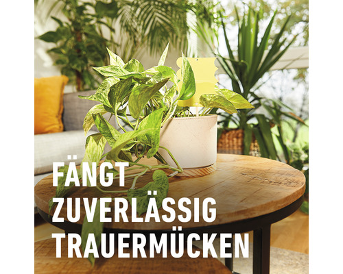 Pflanze im Topf mit Gelbtafeln zur Schädlingsbekämpfung auf einem Holztisch
