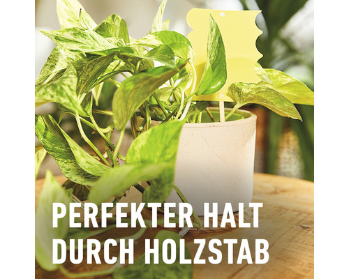 Efeutute in einem Topf mit Gelbtafeln zur Schädlingsbekämpfung