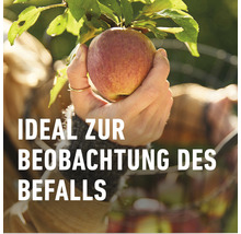 Apfel am Baum, ideal zur Beobachtung von Schädlingsbefall
