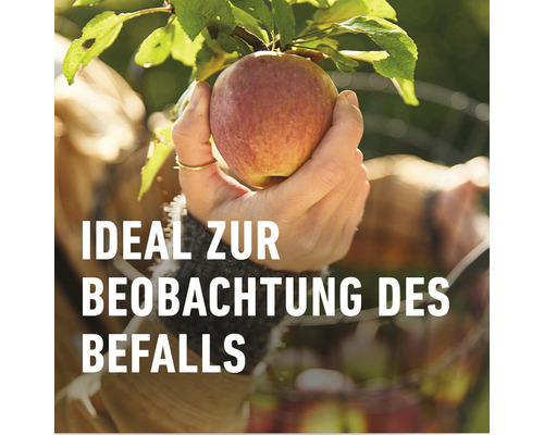 Apfel am Baum, ideal zur Beobachtung von Schädlingsbefall