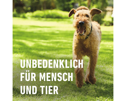 "Ein irischer Terrier läuft auf einer Rasenfläche