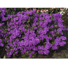 Blühender Rhododendron im Garten
