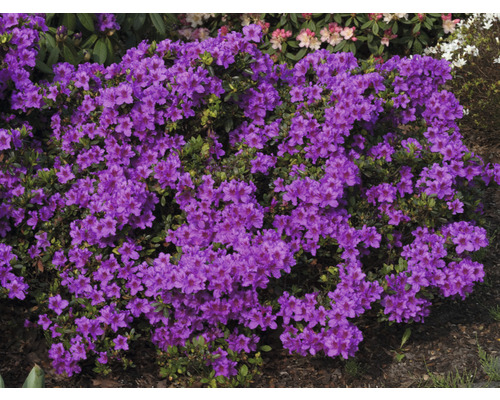 Japanische Azalee FloraSelf Rhododendron obtusum 'Königstein' H 25-30 cm Co 3 L Blühender Rhododendron im Garten