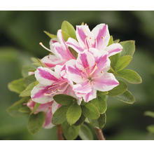 Azalee mit gestreiften Blüten und grünen Blättern