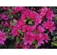 Azaleenstrauch mit Blüten