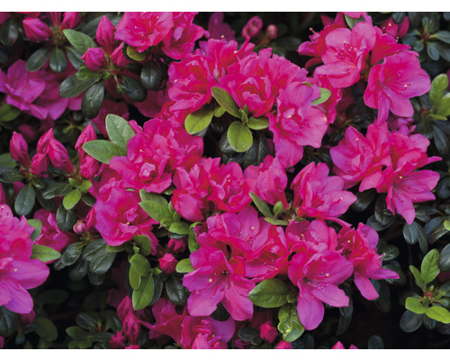 Japanische Azalee FloraSelf Rhododendron obtusum 'Canzonetta' H 30-35 cm Co 5 L Azaleenstrauch mit Blüten