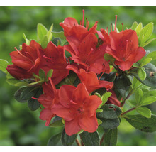 Azaleenblüten mit Laub