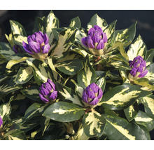 Großblumige Alpenrose FloraSelf Rhododendron Hybride 'Blattgold' H 25-30 cm Co 5 L