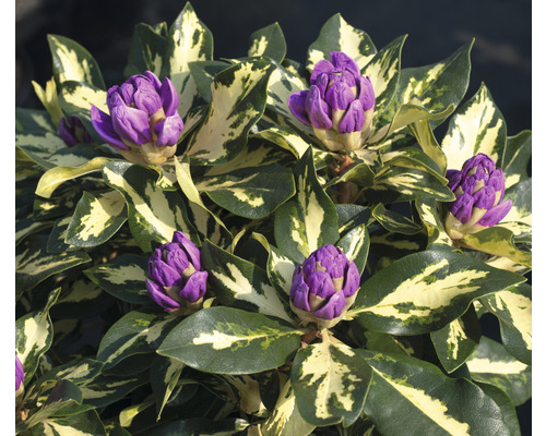 Großblumige Alpenrose FloraSelf Rhododendron Hybride 'Blattgold' H 25-30 cm Co 5 L
