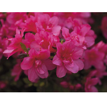 Nahaufnahme von Azaleenblüten