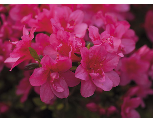 Japanische Azalee FloraSelf Rhododendron obtusum 'Gislinde' H 30-40 cm Co 5 L Nahaufnahme von Azaleenblüten