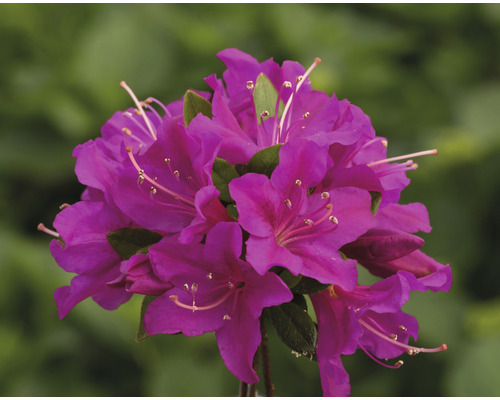 Japanische Azalee FloraSelf Rhododendron obtusum 'Purpurtraum' H 25-30 cm Co 3 L Nahaufnahme einer lila blühenden Azalee