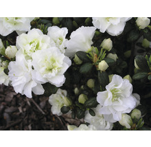 Japanische Azalee FloraSelf Rhododendron obtusum 'Schneeperle' H 30-40 cm Co 5 L