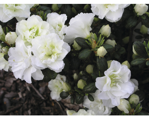 Japanische Azalee FloraSelf Rhododendron obtusum 'Schneeperle' H 30-40 cm Co 5 L Nahaufnahme von weißen Azaleenblüten