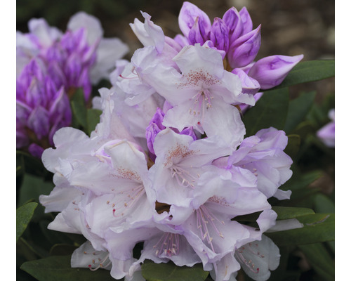 Ball-Rhododendron FloraSelf Rhododendron yakushimanum 'Biko' H 30-40 cm Co 5 L