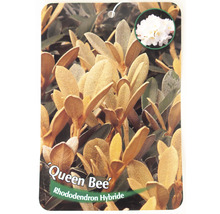 Rhododendron FloraSelf Rhododendron tsariense 'Queen Bee' H 30-40 cm Co 5 L duftend