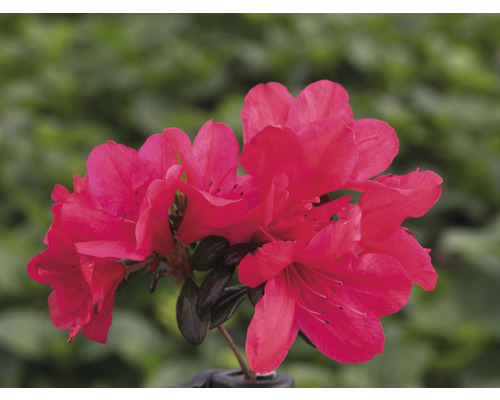 Japanische Azalee FloraSelf Rhododendron obtusum 'Little Red' H 30-40 cm Co 5 L Blühende Azalee im Topf
