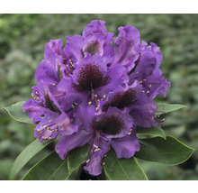 Nahaufnahme einer violetten Rhododendronblüte