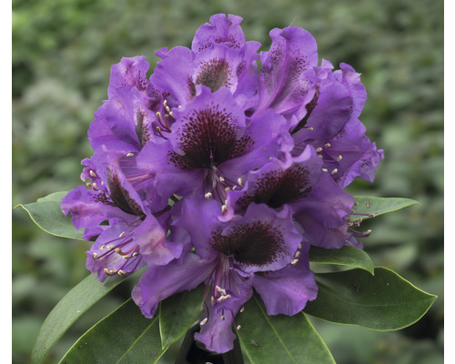 Großblumige Alpenrose FloraSelf Rhododendron Hybride 'Orakel' H 30-40 cm Co 5 L