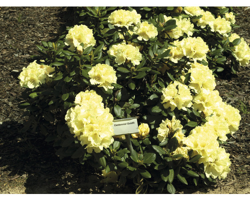 Ball-Rhododendron FloraSelf Rhododendron yakushimanum 'Centennial Gold' H 30-40 cm Co 5 L