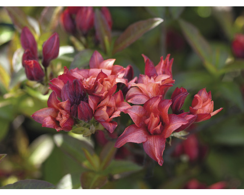 Duftazalee FloraSelf Rhododendron luteum 'Feuerköpfchen' H 40-50 cm Co 5 L, Laubabwerfende Azalee