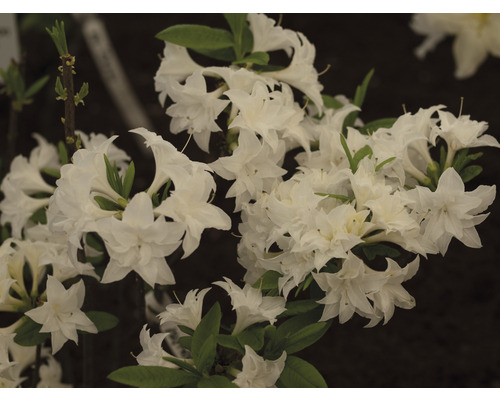 Duftazalee FloraSelf Rhododendron luteum 'Schneeköpfchen' H 40-50 cm Co 5 L, Laubabwerfende Azalee
