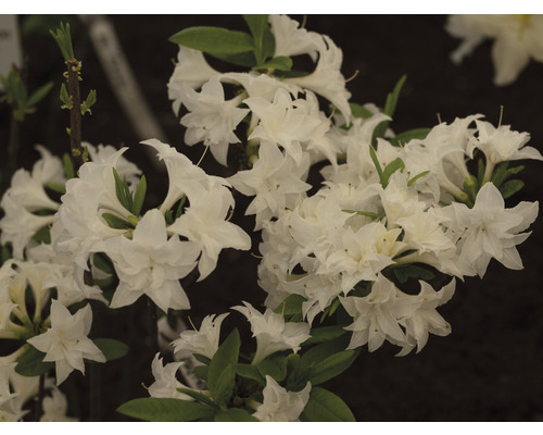 rhododendron pleasant white Rhododendron Cunninghams White | Flowering Shrubs