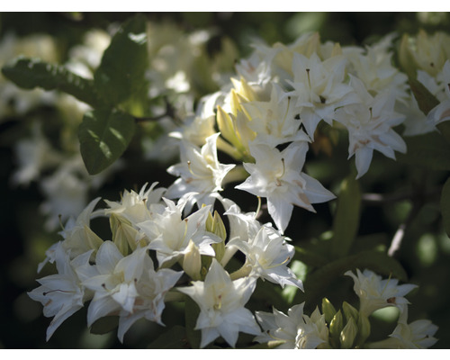 Duftazalee FloraSelf Rhododendron luteum 'Schneekpfchen' | HORNBACH