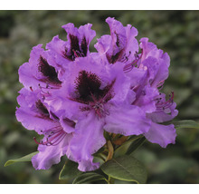 Nahaufnahme einer lila Rhododendronblüte