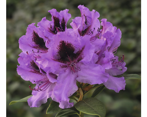 Großblumige Alpenrose FloraSelf Rhododendron Hybride 'Rhododendronpark Graal-Müritz’ H 40-50 cm Co 7,5 L