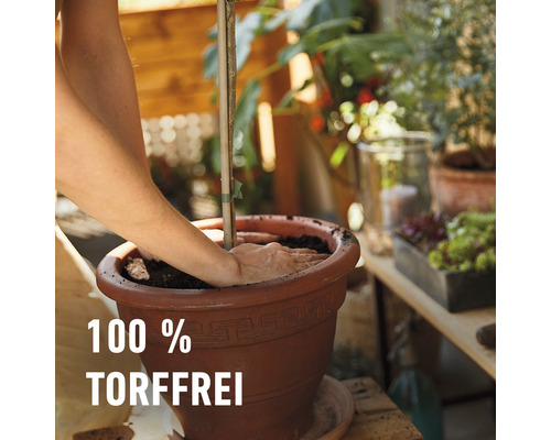 Eine Person pflanzt eine Pflanze in einen Topf mit torffreier Erde.