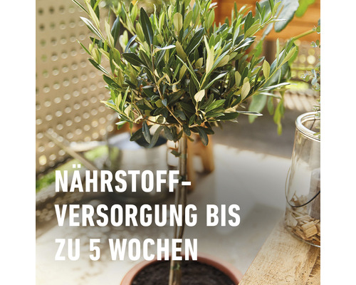 Olivenbaum im Topf mit Nährstoffversorgung für bis zu 5 Wochen